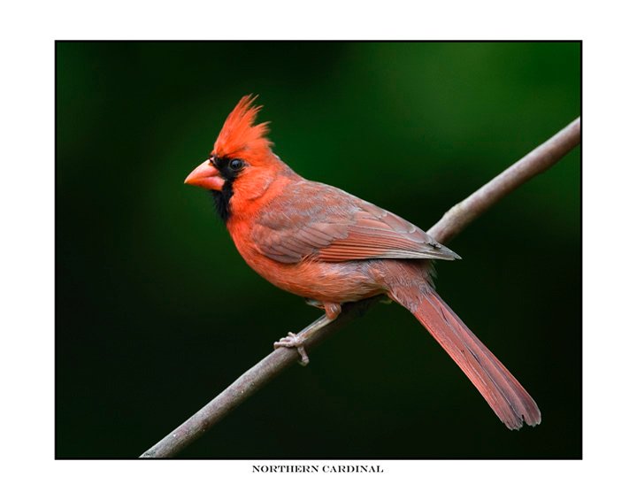 5007-1 northern cardinal.jpg